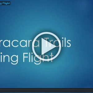 Caracara Trails Taking Flight